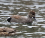 6S3A0526Gadwall