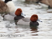 6S3A0605Redhead_Duck