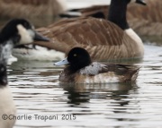 6S3A0609Greater_Scaup