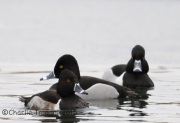 6S3A0616Ring-Necked_Ducks