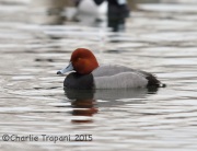 6S3A0629Redhead_Duck