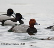 6S3A0646Redhead