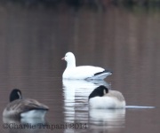 6S3A0820Ross's_Goose