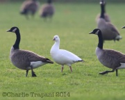 6S3A0855Ross's_Goose