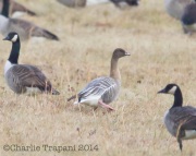 6S3A0899Pink-Footed_Goose