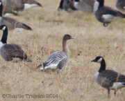 6S3A0904Pink-Footed_Goose