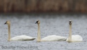 6S3A1037Trumpeter_Swans