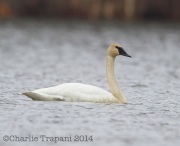 6S3A1043Trumpeter_Swan