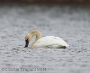 6S3A1047Trumpeter_Swan