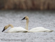 6S3A1050Trumpter_Swans