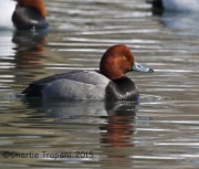 6S3A1148Redhead