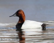 6S3A1158Canvasback