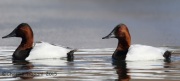 6S3A1160Canvasbacks