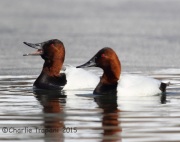 6S3A1165Canvasbacks