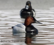 6S3A1224Canvasback