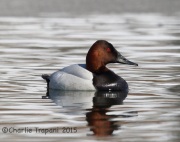 6S3A1227Canvasback