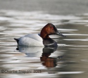 6S3A1236canvasback
