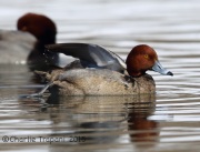 6S3A1280Redhead
