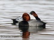 6S3A1283Redhead