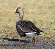 6S3A3354Greater_White-Fronted_Goose_Duke_Island_Park_NJ