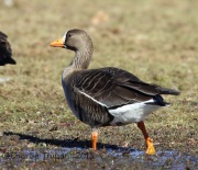 6S3A3355Greater_White-Fronted_Goose_Duke_Island_Park_NJ