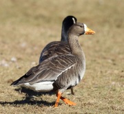 6S3A3359Greater_White-Fronted_Goose_Duke_Island_Park_NJ