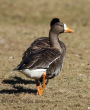 6S3A3361Greater_White-Fronted_Goose_1_Duke_Island_Park_NJ