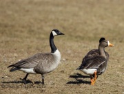 6S3A3361Greater_White-Fronted_Goose_Duke_Island_Park_NJ