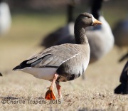 6S3A3381Greater_White-Fronted_Goose_Duke_Island_Park_NJ