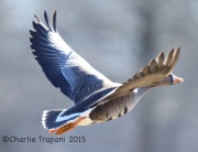 6S3A3388Greater_White-Fronted_Goose_Duke_Island_Park_NJ