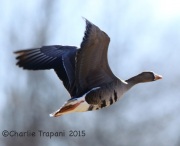6S3A3391Greater_White-Fronted_Goose_Duke_Island_Park_NJ
