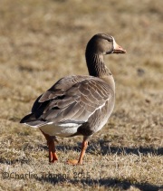 6S3A3443Greater_White-Fronted_Goose_Duke_Island_Park_NJ