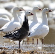 6S3A3620Snow_Goose_Blue_Morph