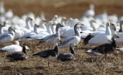 6S3A3730Snow_Geese