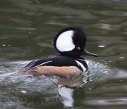 6S3A4238Hooded_Merganser