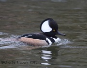 6S3A4247Hooded_Merganser