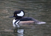 6S3A4269Hooded_Merganser