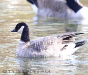 6S3A4435Cackling_Goose