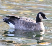 6S3A4464Cackling_Goose