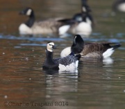 6S3A4514Barnacle_Goose