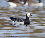 6S3A4548Barnacle_Goose