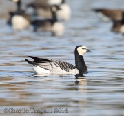 6S3A4571Barnacle_Goose