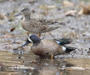 6S3A5410Blue-Winged_Teal