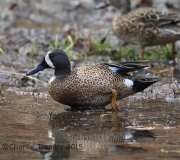 6S3A5413Blue-Winged_Teal