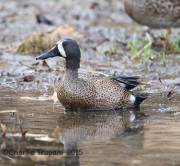 6S3A5415Blue-Winged_Teal