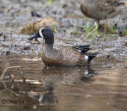 6S3A5417Blue-Winged_Teal