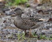6S3A5419Blue-Winged_Teal