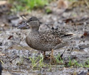 6S3A5421Blue-Winged_Teal