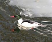 6s3a0174commonmerganser