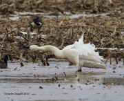 6s3a1020tundraswan